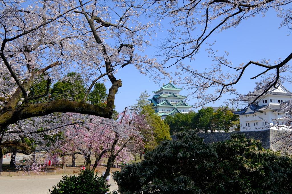 桜と名古屋城