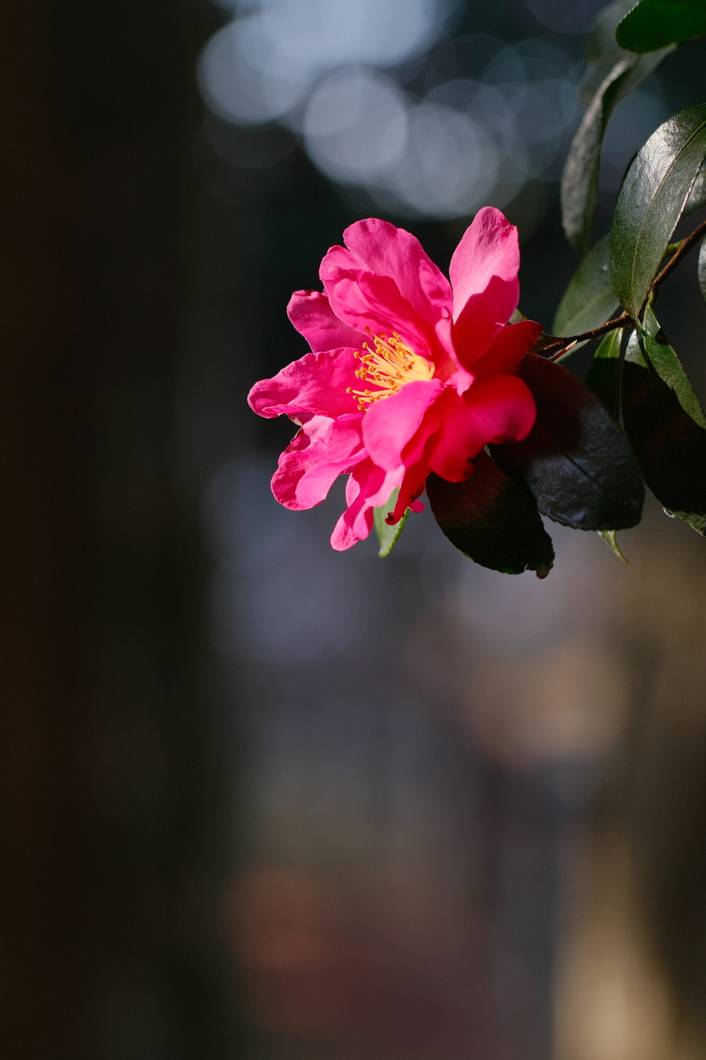 山茶花