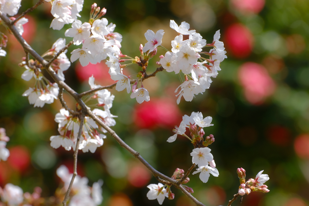 桜咲く頃