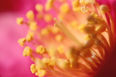 山茶花