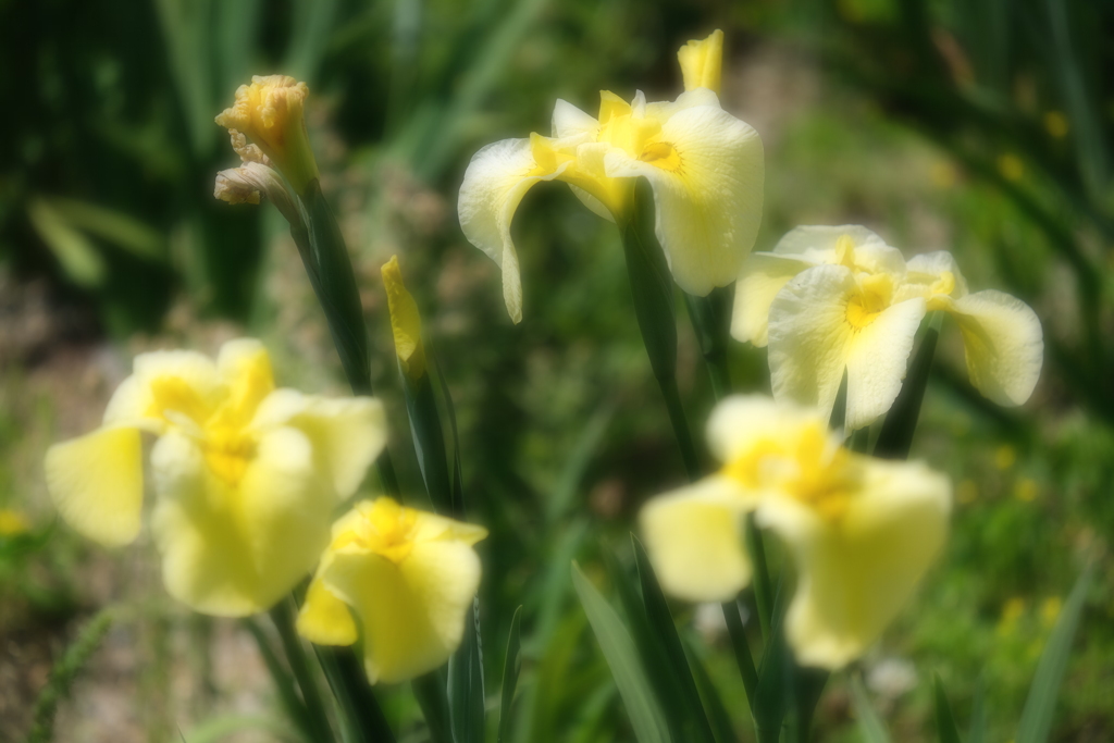 花菖蒲