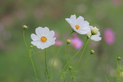 秋桜