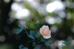 冬の薔薇
