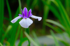 花菖蒲