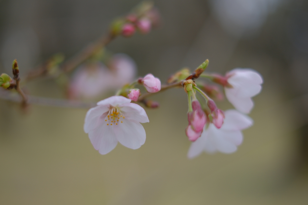 初桜