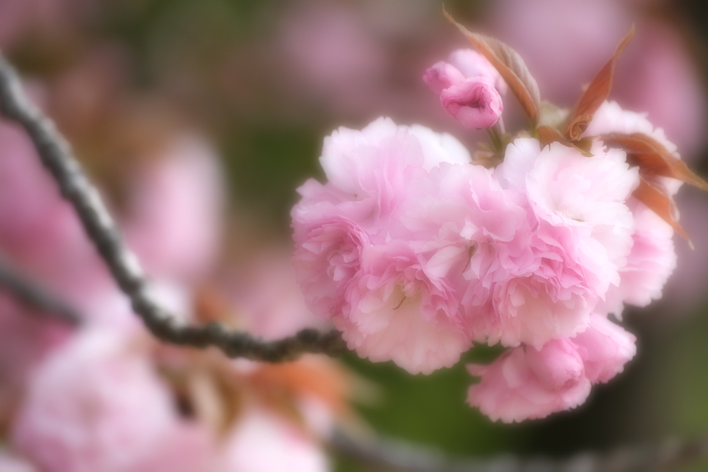 八重桜