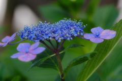 紫陽花咲く頃