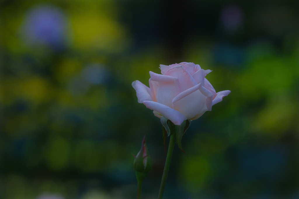 薔薇３