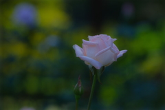 薔薇３