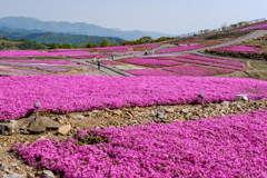 茶臼山高原　芝桜の丘