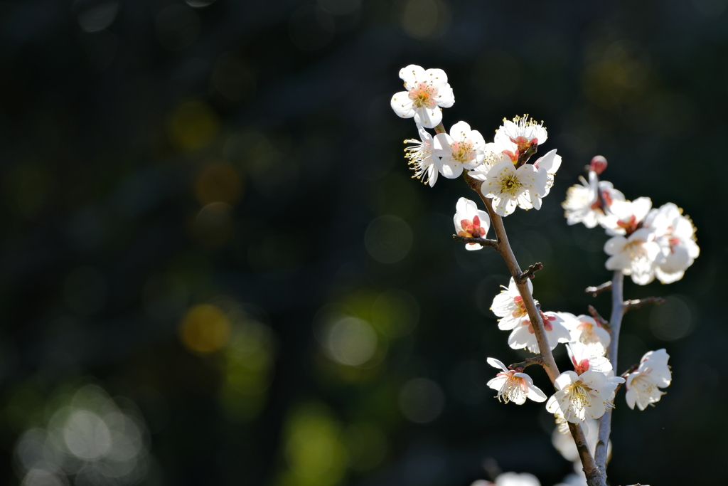春陽の中