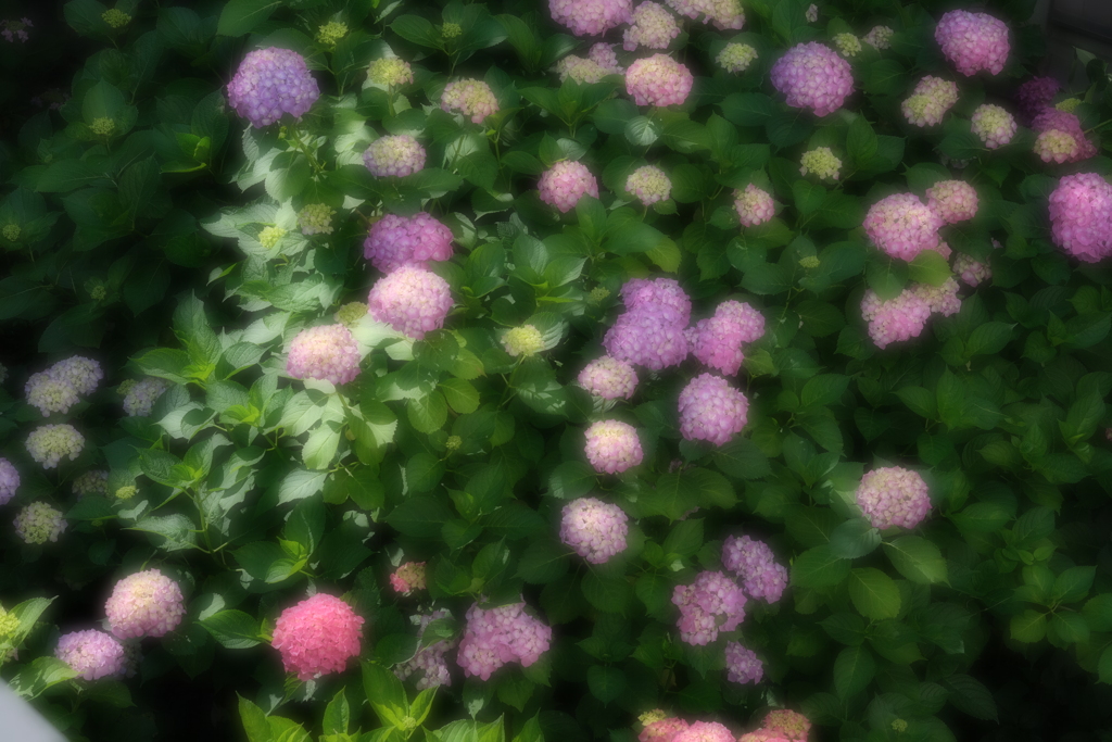 紫陽花