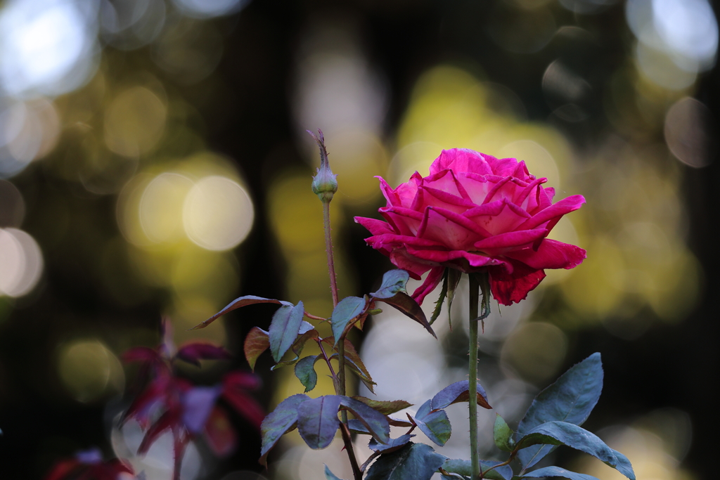 晩秋の薔薇