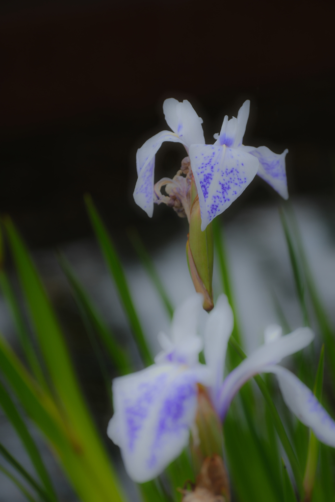 花菖蒲