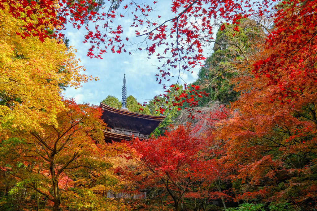 金剛輪寺　秋９