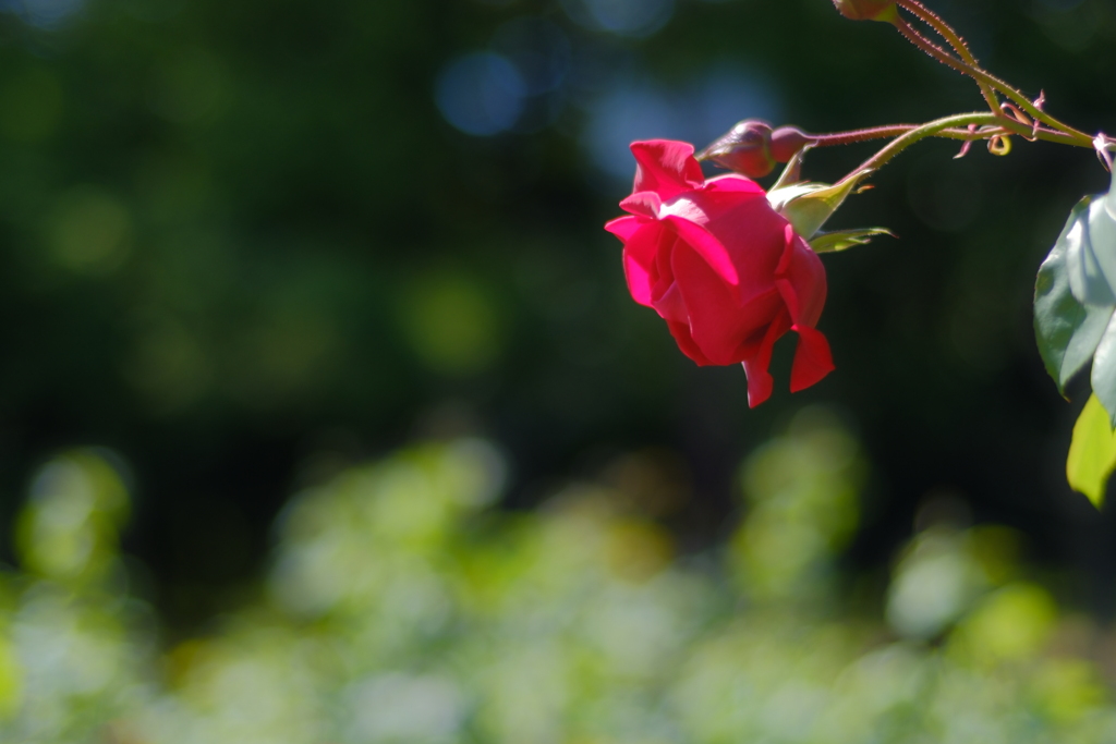 薔薇