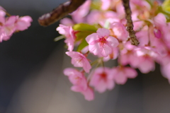 河津桜