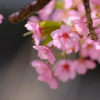 河津桜