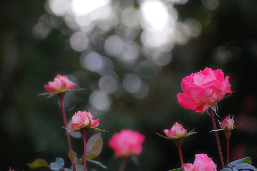冬の薔薇