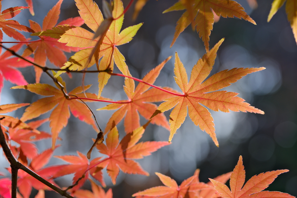 薄紅葉