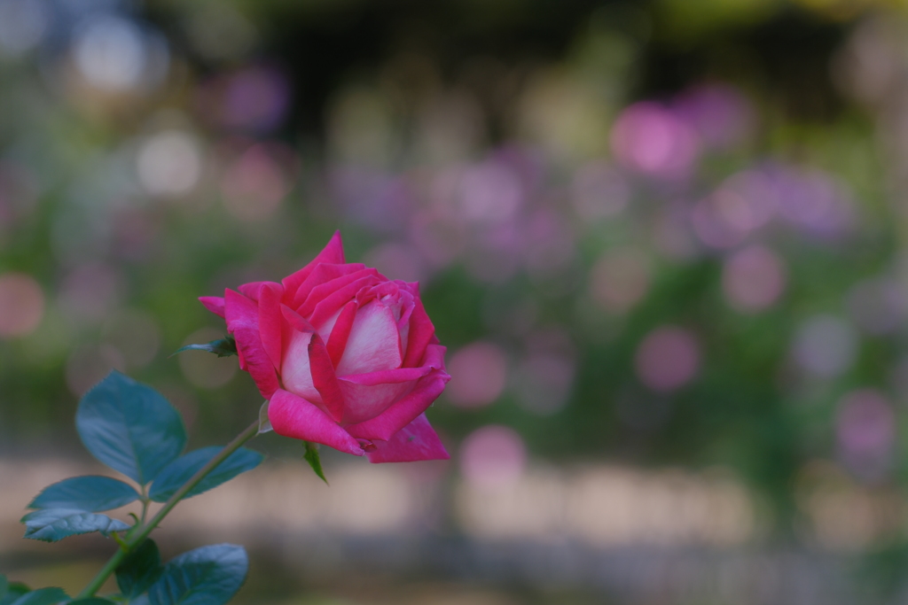 薔薇
