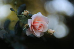 晩秋の薔薇
