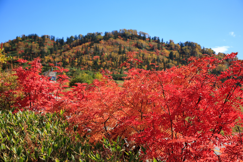 立山　秋　弥陀ヶ原