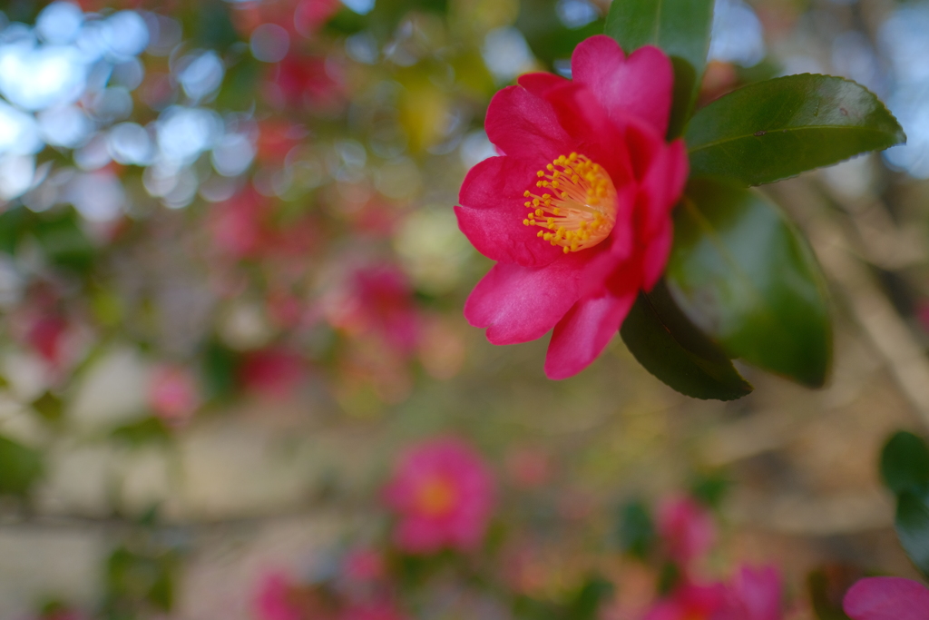 山茶花