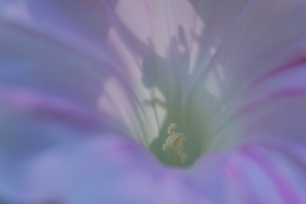 淡彩
