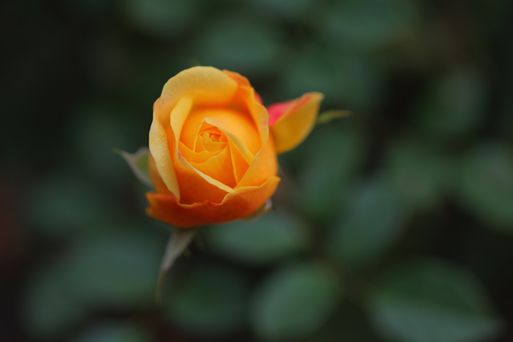 開花