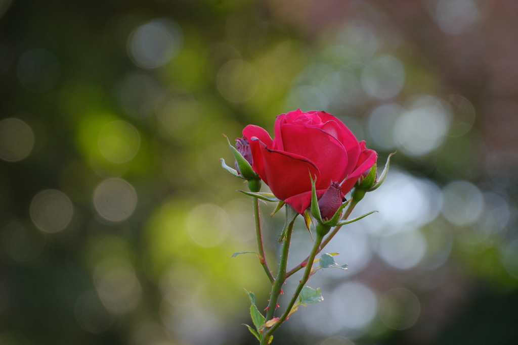 冬の薔薇