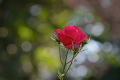 冬の薔薇