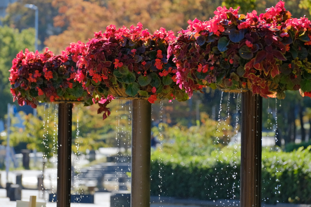 花噴水