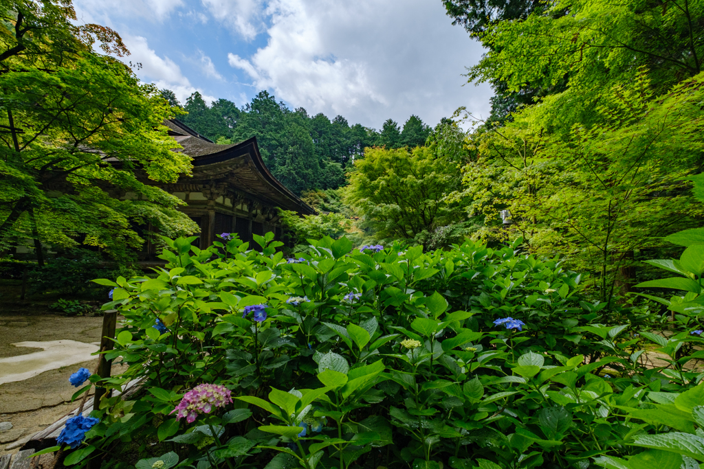 金剛輪寺　紫陽花の頃