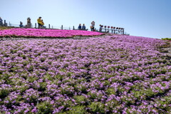 茶臼山高原　芝桜の丘