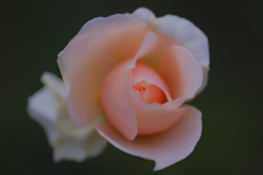 冬の薔薇