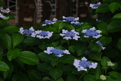 紫陽花の頃