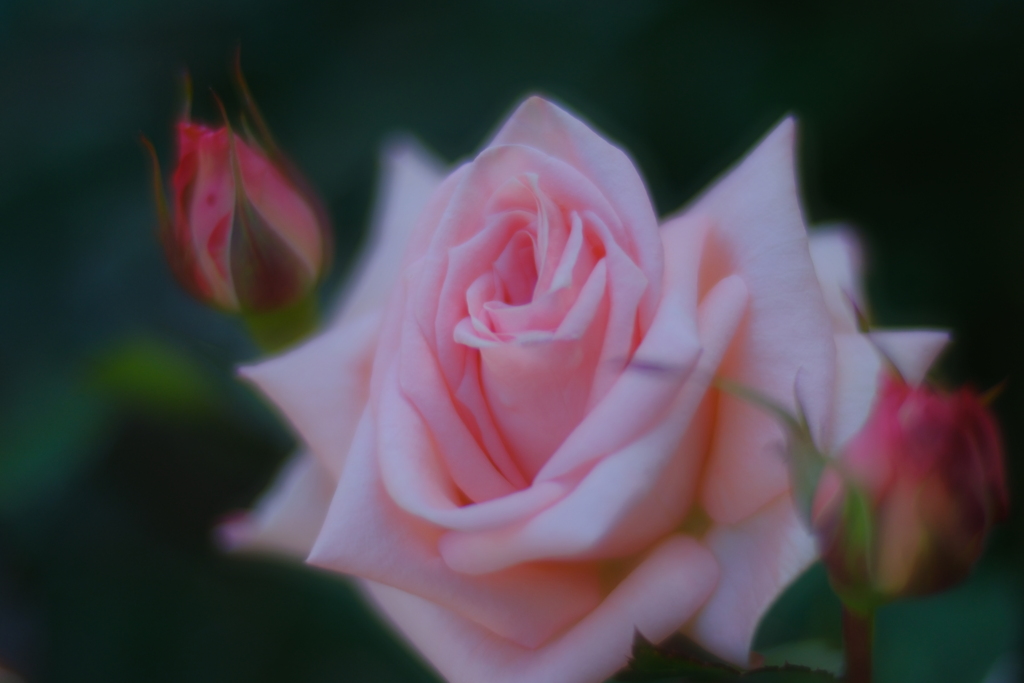 薔薇