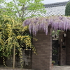 春を纏う家