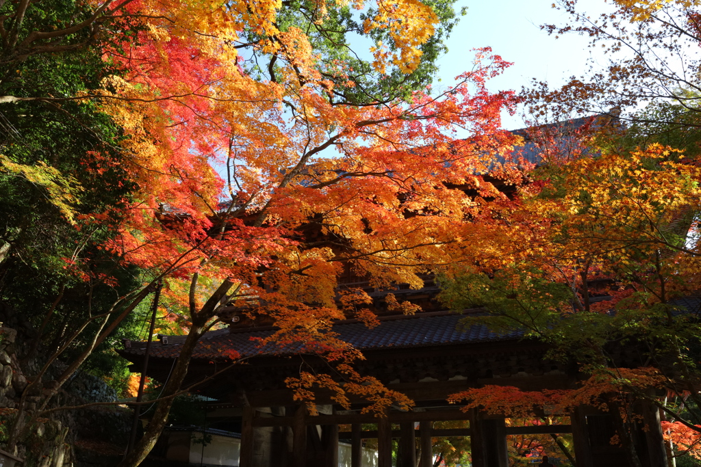 錦秋の永源寺