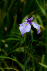 花菖蒲