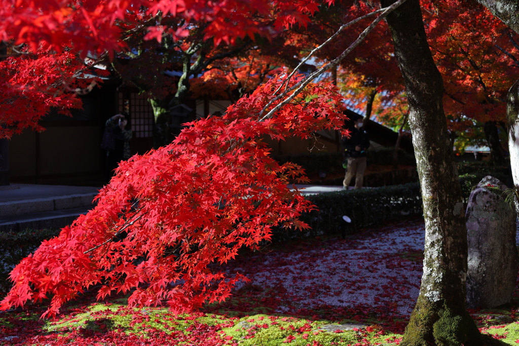 深紅