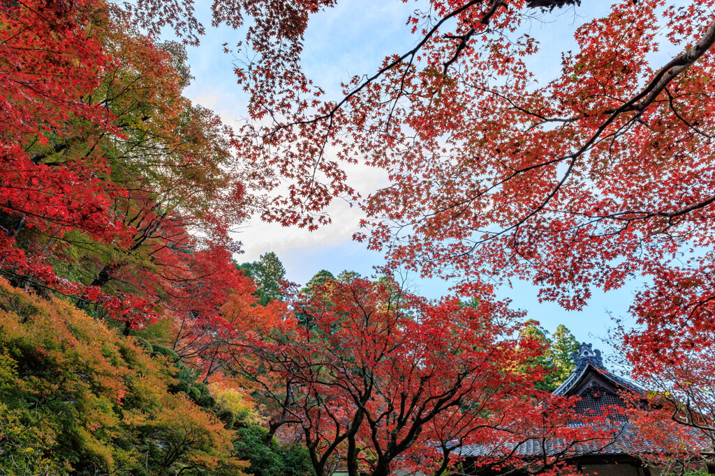 金剛輪寺　錦秋