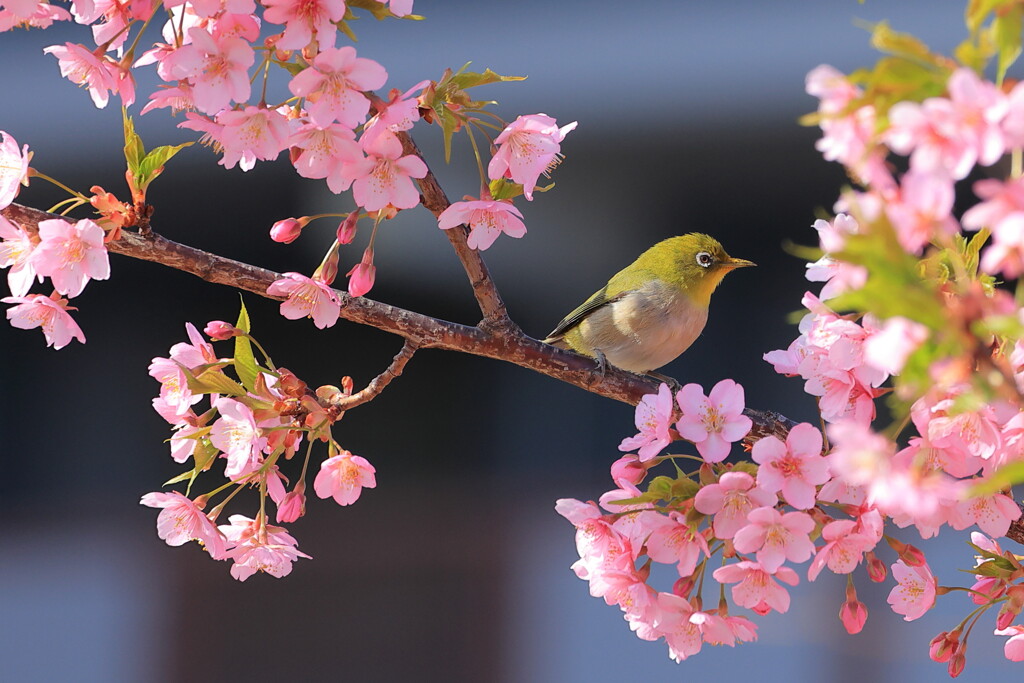 河津桜とメジロ