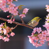河津桜とメジロ