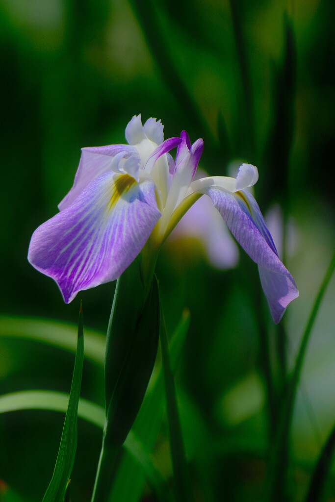 花菖蒲