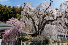 身延山久遠寺　枝垂桜