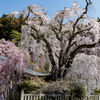 身延山久遠寺　枝垂桜