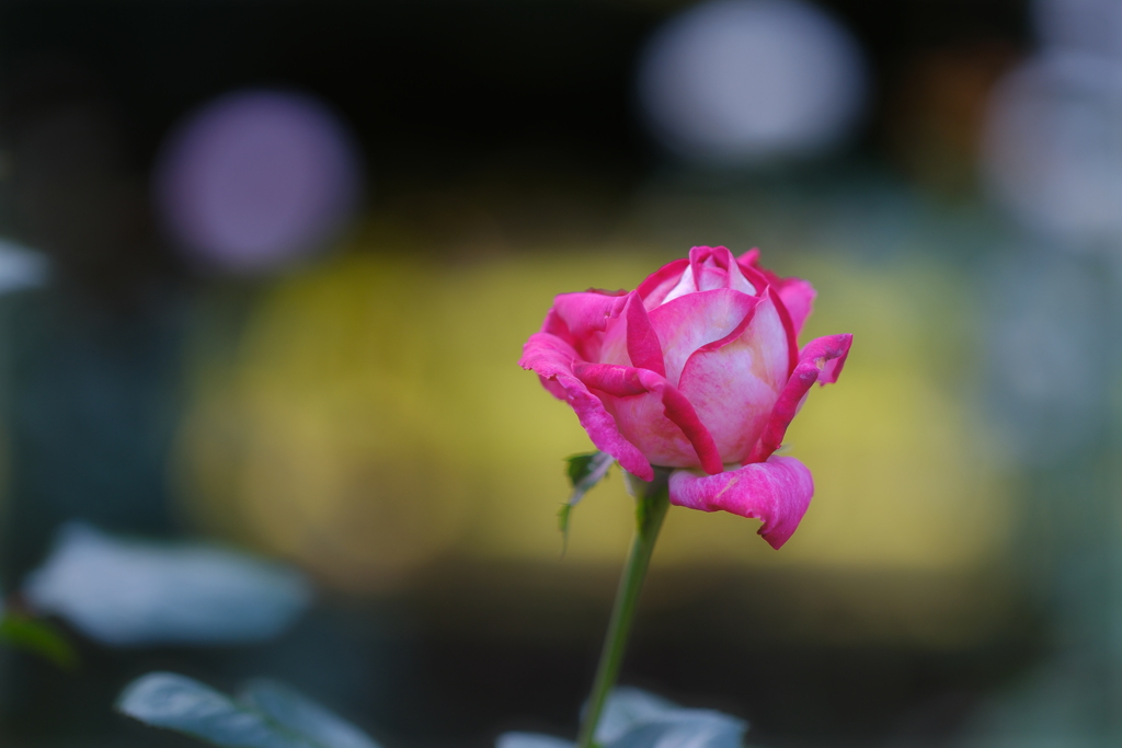 薔薇