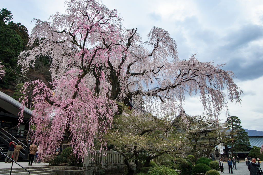 身延山久遠寺　枝垂桜